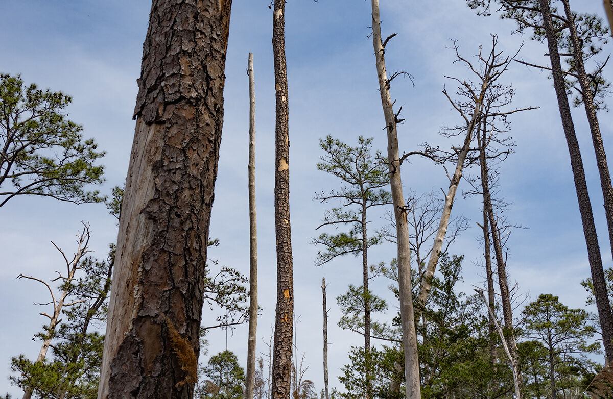Ghost forest near Monie Bay, MD